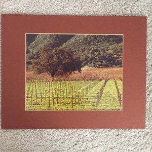 California Wine Country Photographs